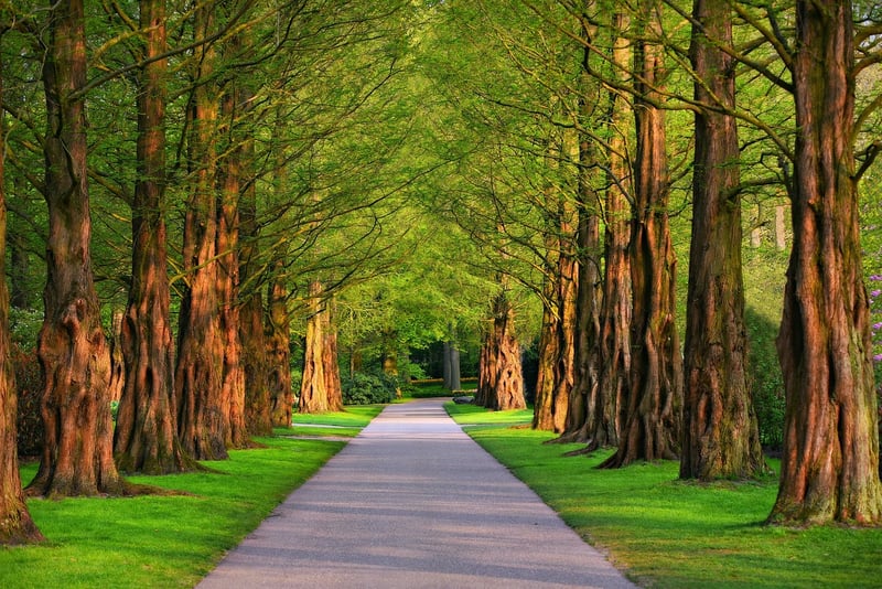 Whimsical Pathways